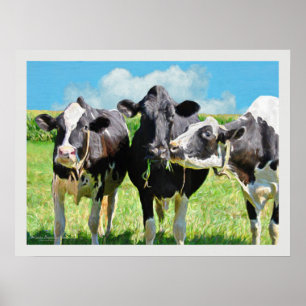 Póster Tres vacas de Holstein