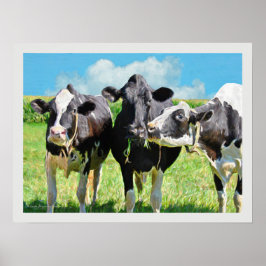Póster Tres vacas Holstein
