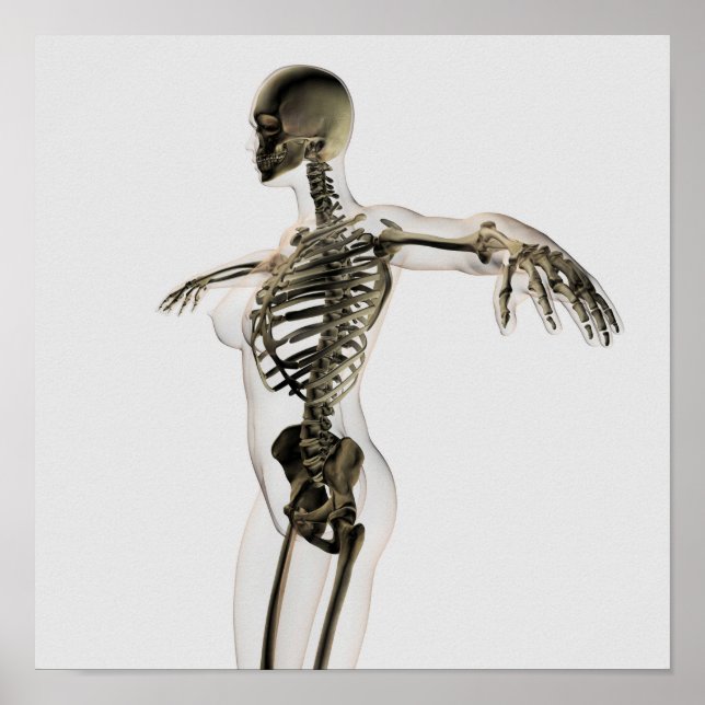 Póster Tres Vistas Dimensionales Del Sistema Esquelético  (Frente)