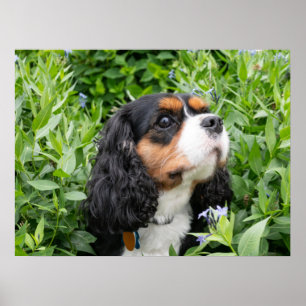 Póster Tri Color Cavalier King Charles Spaniel Dog