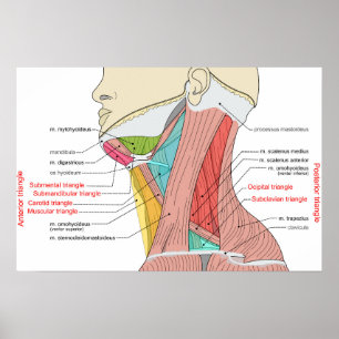 Póster Triángulos anteriores posteriores del cuello Anato