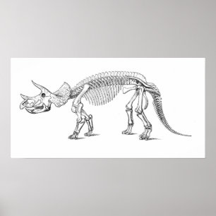 Póster Triceratops Skeleton