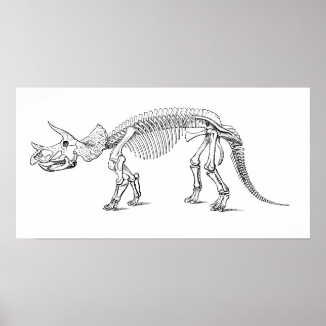 Póster Triceratops Skeleton (Frente)