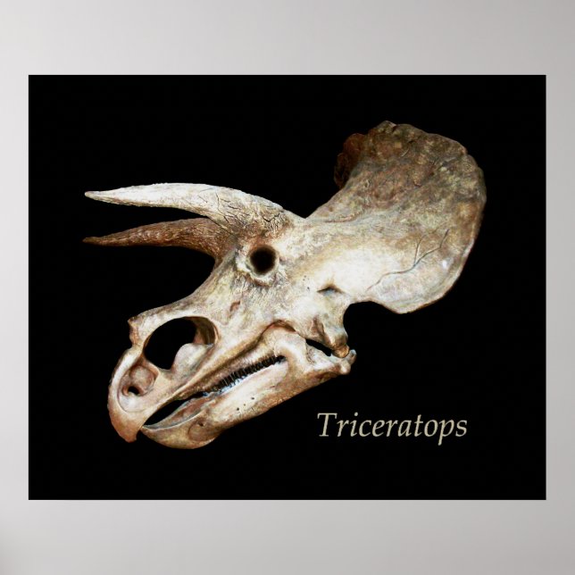 Póster Triceratops Skull Poster (Frente)