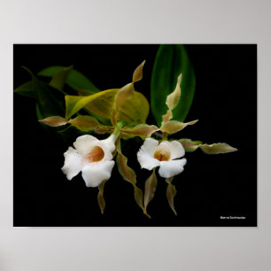 Póster Trichopilia Tortilis