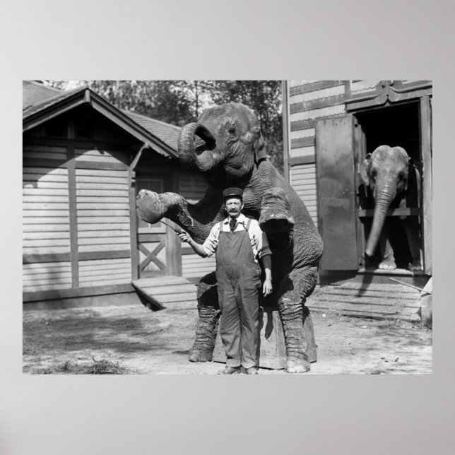 Póster Trick de elefante inteligente, años 1910 (Frente)