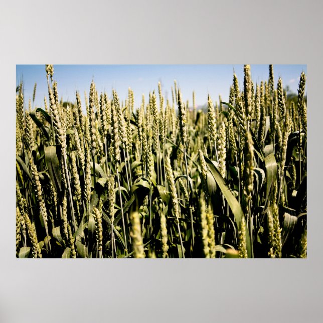 Póster Trigo (Frente)