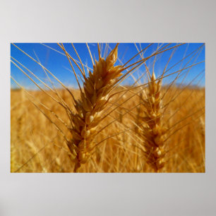 Póster Trigo