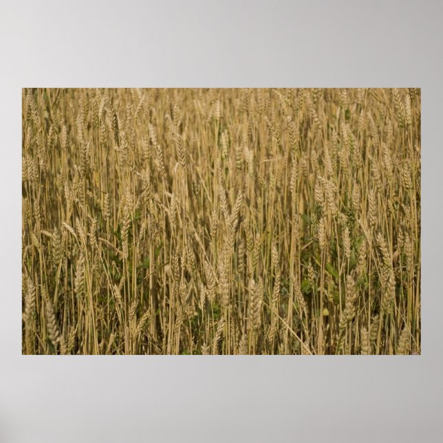 Póster trigo (Frente)