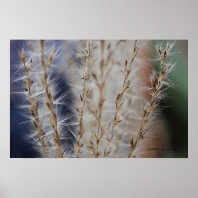 Póster Trigo de invierno 2 (Frente)