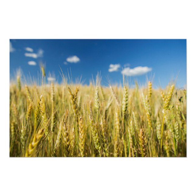 Póster Trigo de Kansas (Anverso)