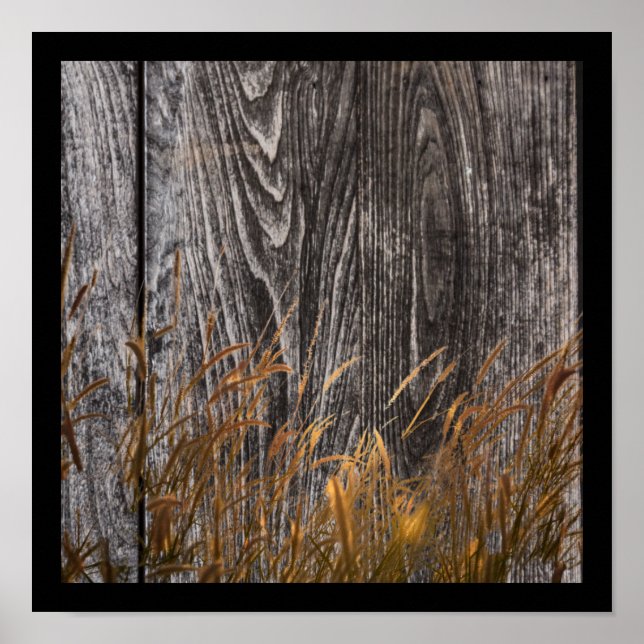 Póster Trigo De Prairie A Bordo De Barn (Frente)