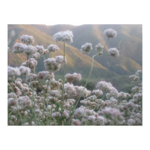 Trigo negro de California