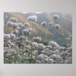 Póster Trigo negro de California