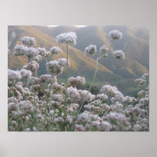 Póster Trigo negro de California (Frente)