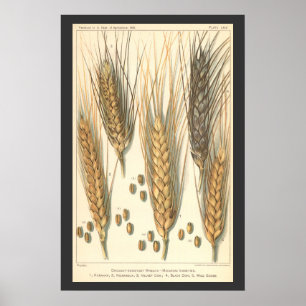Póster Trigo resistente a la sequía, Agricultura vintage