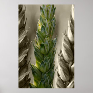 Póster trigo Wheat