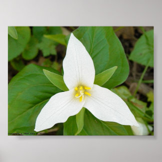 Póster Trillium