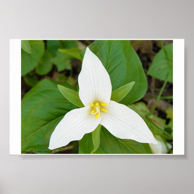 Póster Trillium (Frente)