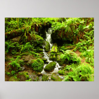 Póster Trillium Falls en el Parque Nacional Redwood