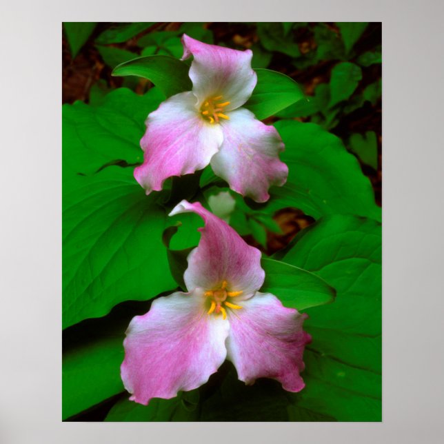 Póster Trillium flor silvestre (Frente)