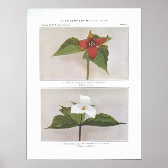 Póster Trillium Rojo; Wake Robin o Birthroot (Frente)