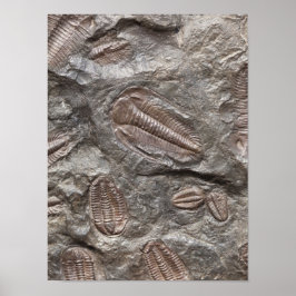 Póster Trilobita, fósil: TRILOBITOS FOSSILS Poster