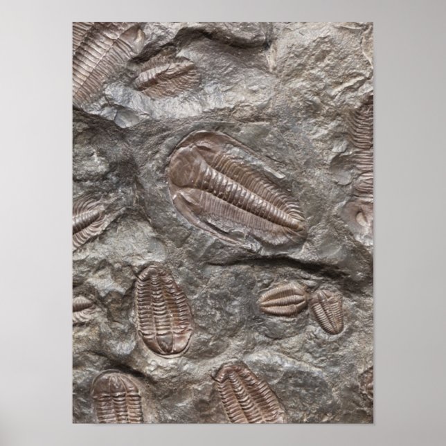 Póster Trilobita, fósil: TRILOBITOS FOSSILS Poster (Frente)