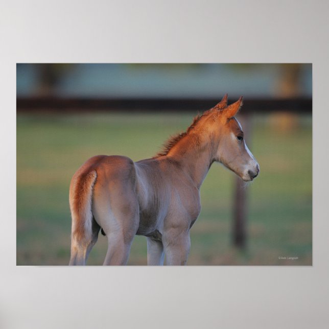Póster Trimestre de caballos (Frente)
