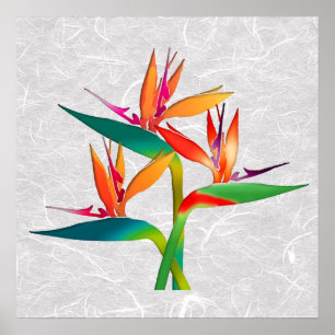 Póster Trío de Aves del Paraíso