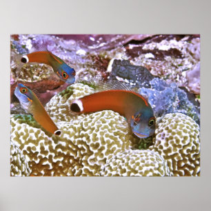 Póster Trío de Blennies en el punto de cola