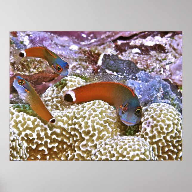 Póster Trío de Blennies en el punto de cola (Frente)