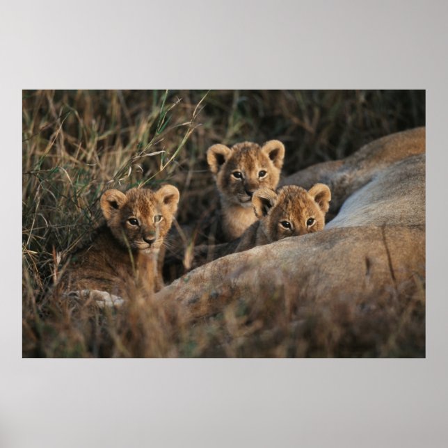 Póster Trío de cachorros de león con su madre (Frente)