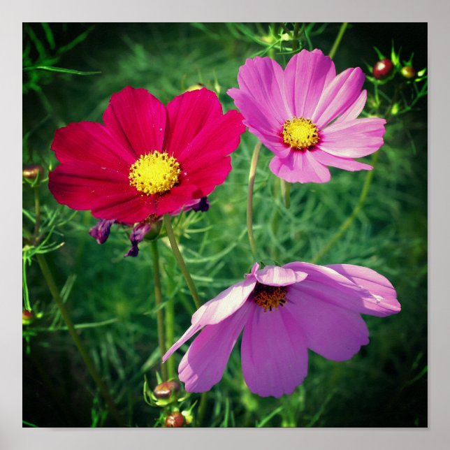 Póster Trío de flores Cosmos Daisy  (Frente)