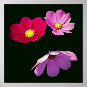 Póster Trío de flores de margarita cosmos flotante