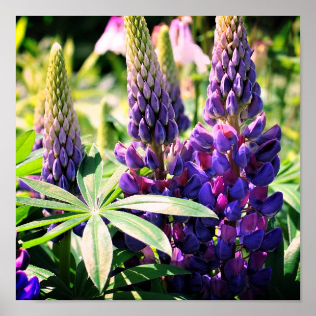 Póster Trío de flores moradas de lupa (Frente)
