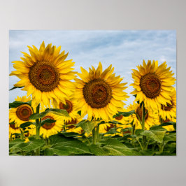 Póster Trío de Girasoles