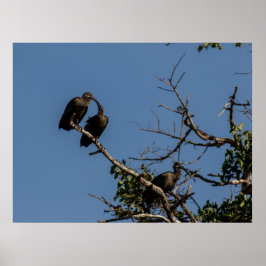 Póster Trío de hamerkops en el dosel forestal