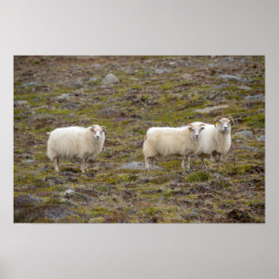 Póster Trío de ovejas, Islandia