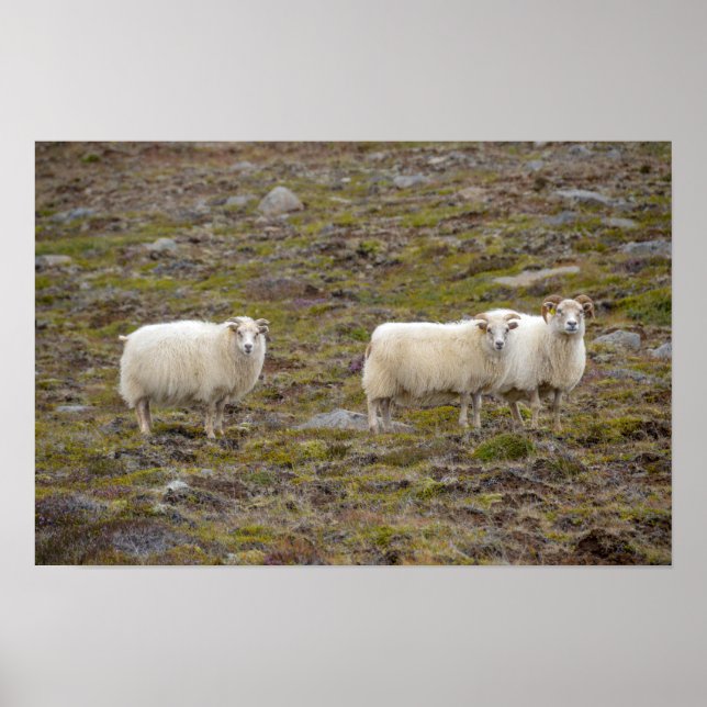 Póster Trío de ovejas, Islandia (Frente)