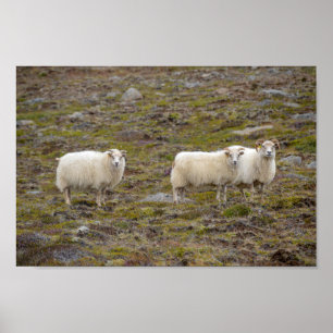 Póster Trío de ovejas, Islandia