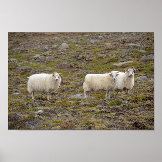 Póster Trío de ovejas, Islandia (Frente)