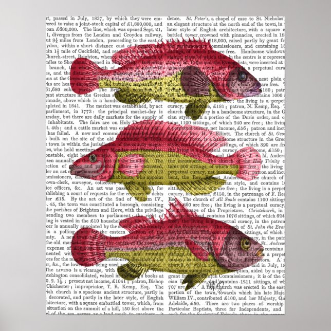 Póster Trío de peces rojo y amarillo (Frente)