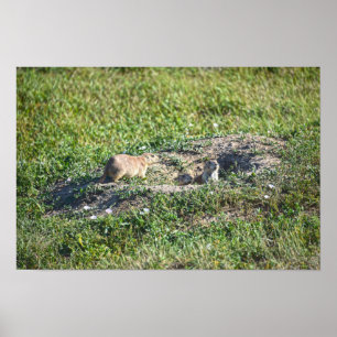 Póster Trío de Perros de la Pradera, Parque Nacional Badl