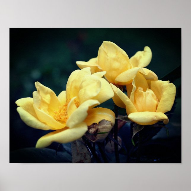 Póster Trío de rosa amarillo (Frente)