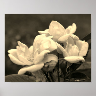 Póster Trio De Rosas Amarillas En Tinta Sepia