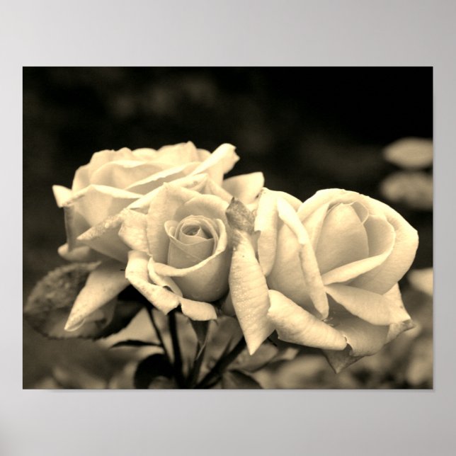 Póster Trío De Rosebud En Sepia (Frente)