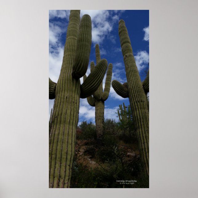 Póster Trio saguaro cactus Arizona nubes cielo azul del d (Frente)