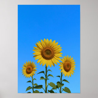 Póster Trio Sunflowers
