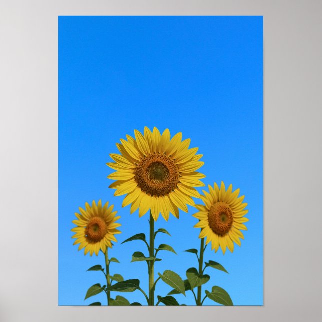 Póster Trio Sunflowers (Frente)